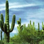 Cacto: A Plantas Resilientes do Mundo Xerófilo