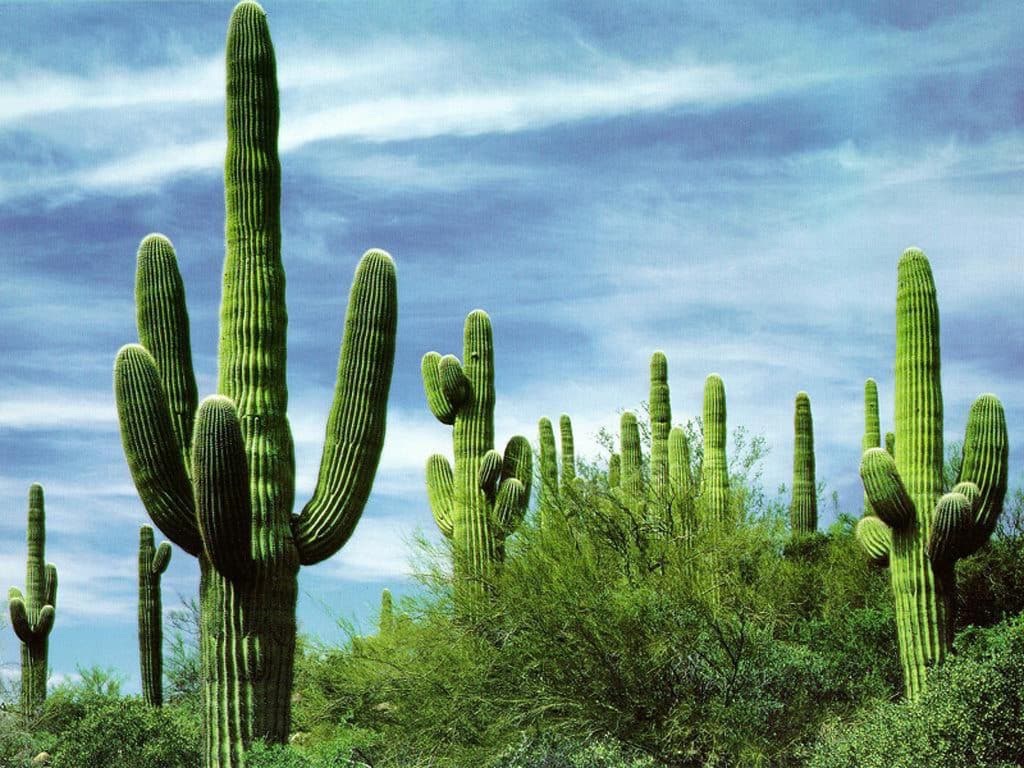Cacto: A Plantas Resilientes do Mundo Xerófilo