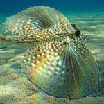 Dactylopterus volitans: O Fascinante Peixe Voador