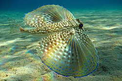 Dactylopterus volitans: O Fascinante Peixe Voador