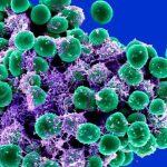 Bactéria MRSA: O Inimigo Invisível e Super Resistente