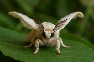 Leia mais sobre o artigo Bicho da Seda: A Fascinante História e o Impacto Ambiental