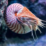 Nautilus: O Molusco Fóssil Vivo que Encanta a Ciência e a Natureza