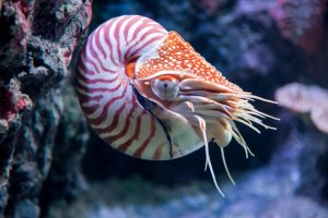 Leia mais sobre o artigo Nautilus: O Molusco Fóssil Vivo que Encanta a Ciência e a Natureza