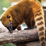 Quati: Conheça esse simpático guardião da natureza