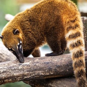 Leia mais sobre o artigo Quati: Conheça esse simpático guardião da natureza