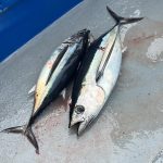 Albacora: explorando a fascinante vida do atum voador